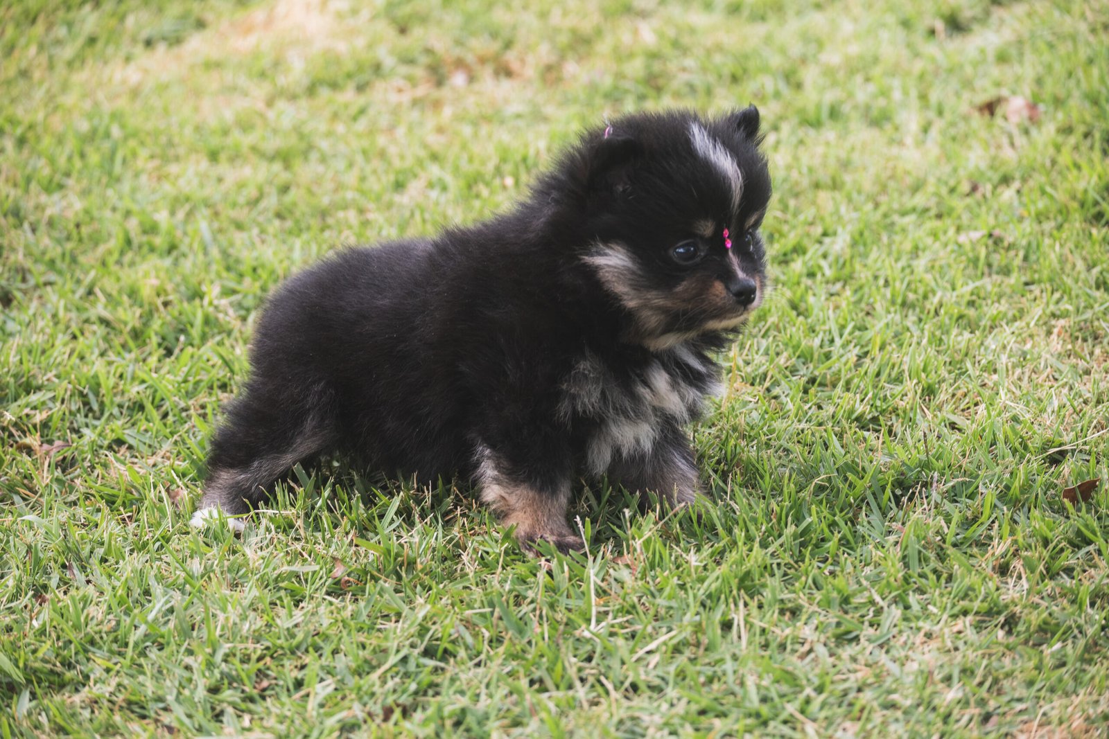 SPITZ ALEMÃO FÊMEA, BLACK AND TAN - Imagem 9
