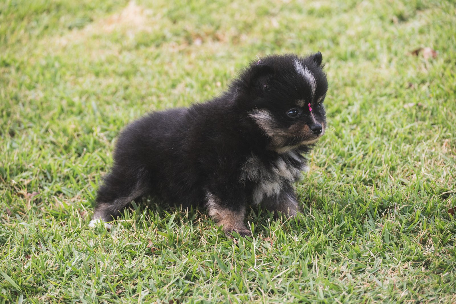 SPITZ ALEMÃO FÊMEA, BLACK AND TAN - Imagem 4