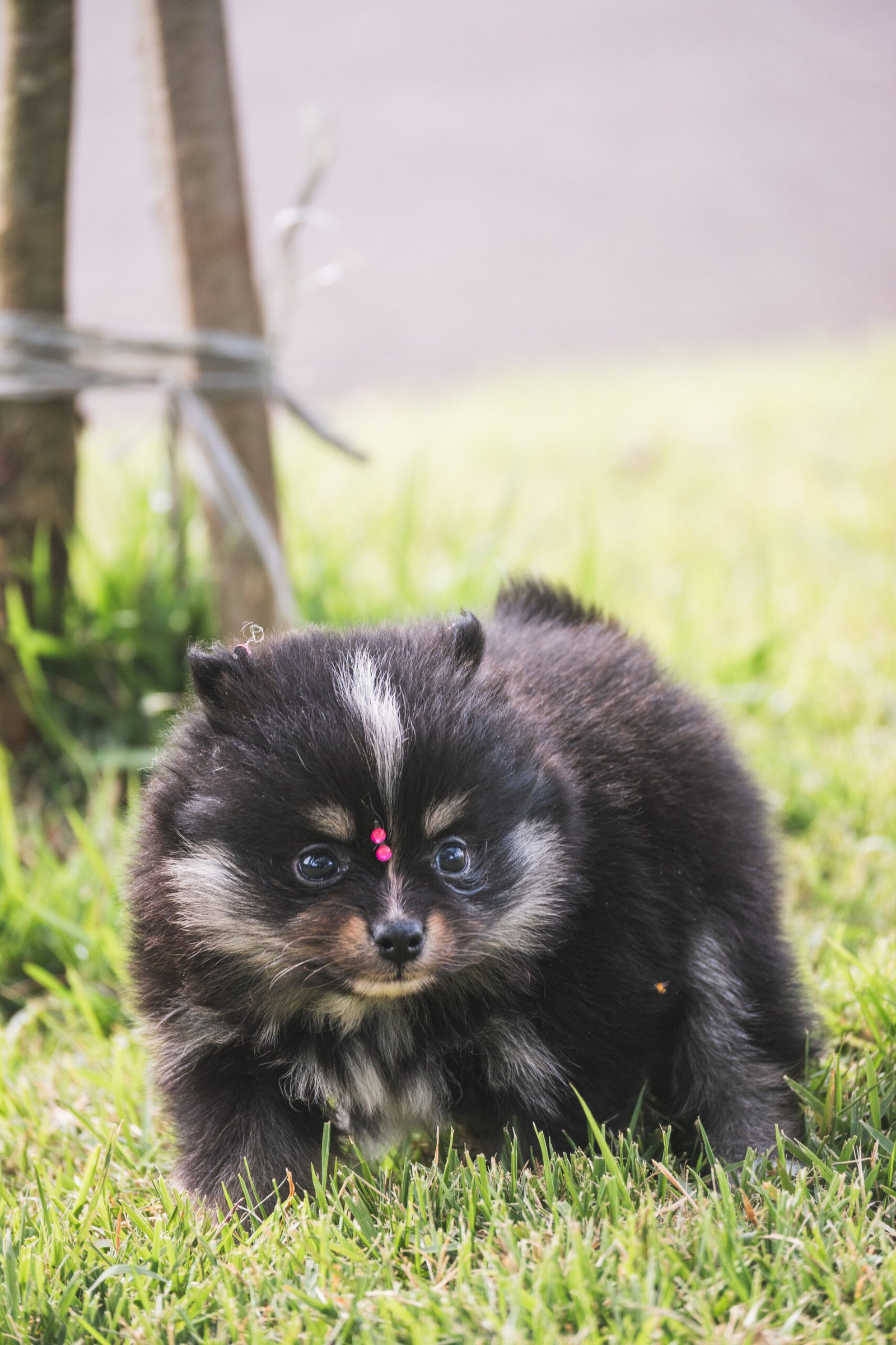 SPITZ ALEMÃO FÊMEA, BLACK AND TAN - Imagem 2