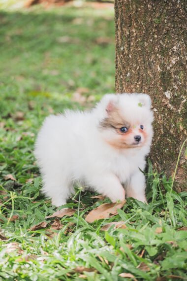 Spitz Alemão macho, branco, porte anão