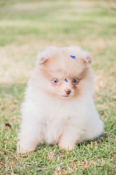 SPITZ ALEMÃO MACHO, PARTICOLOR MERLE