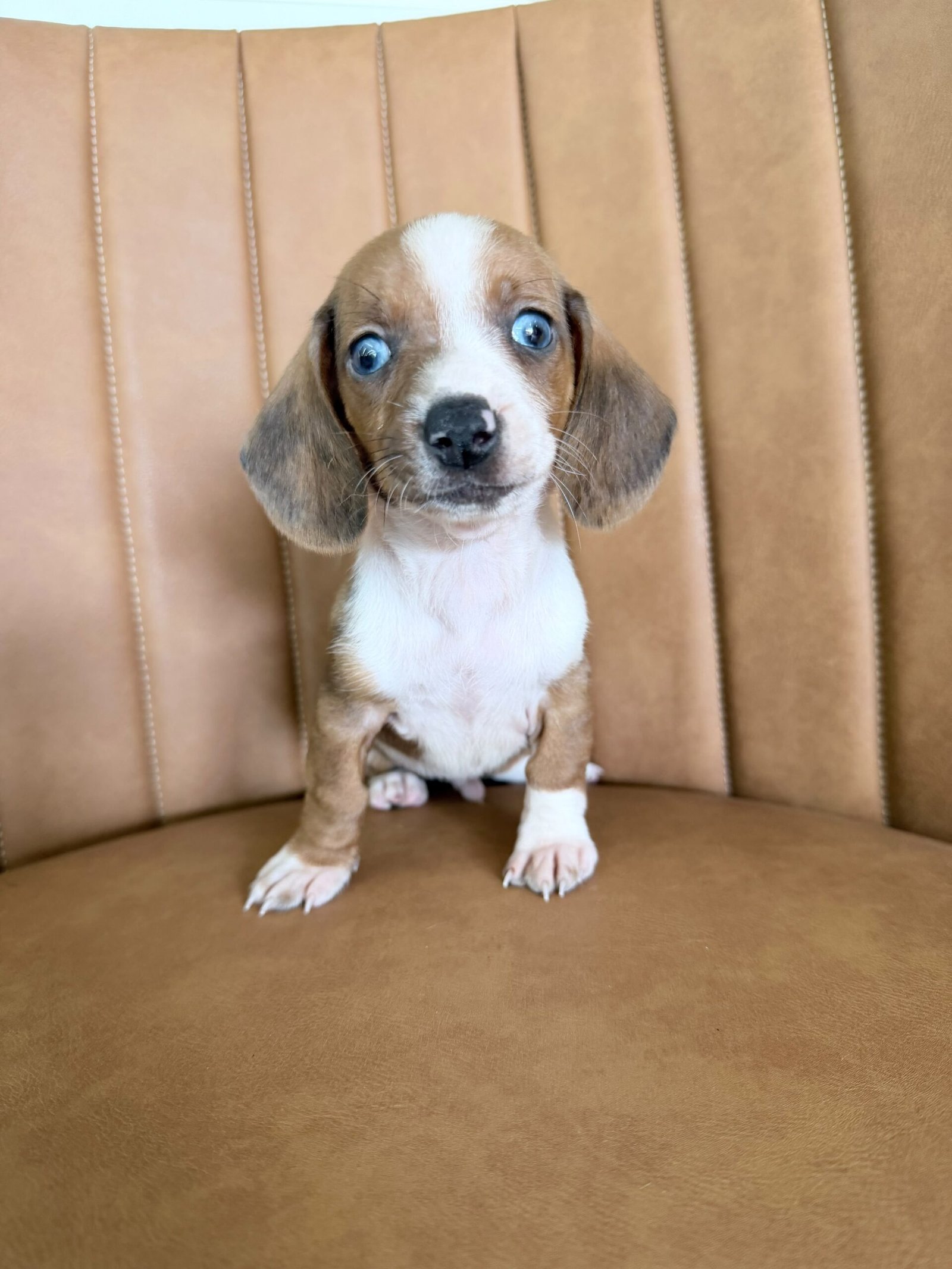 Dachshund macho, particolor, porte pequeno - Imagem 3