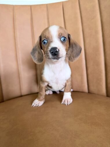 Dachshund macho, particolor, porte pequeno