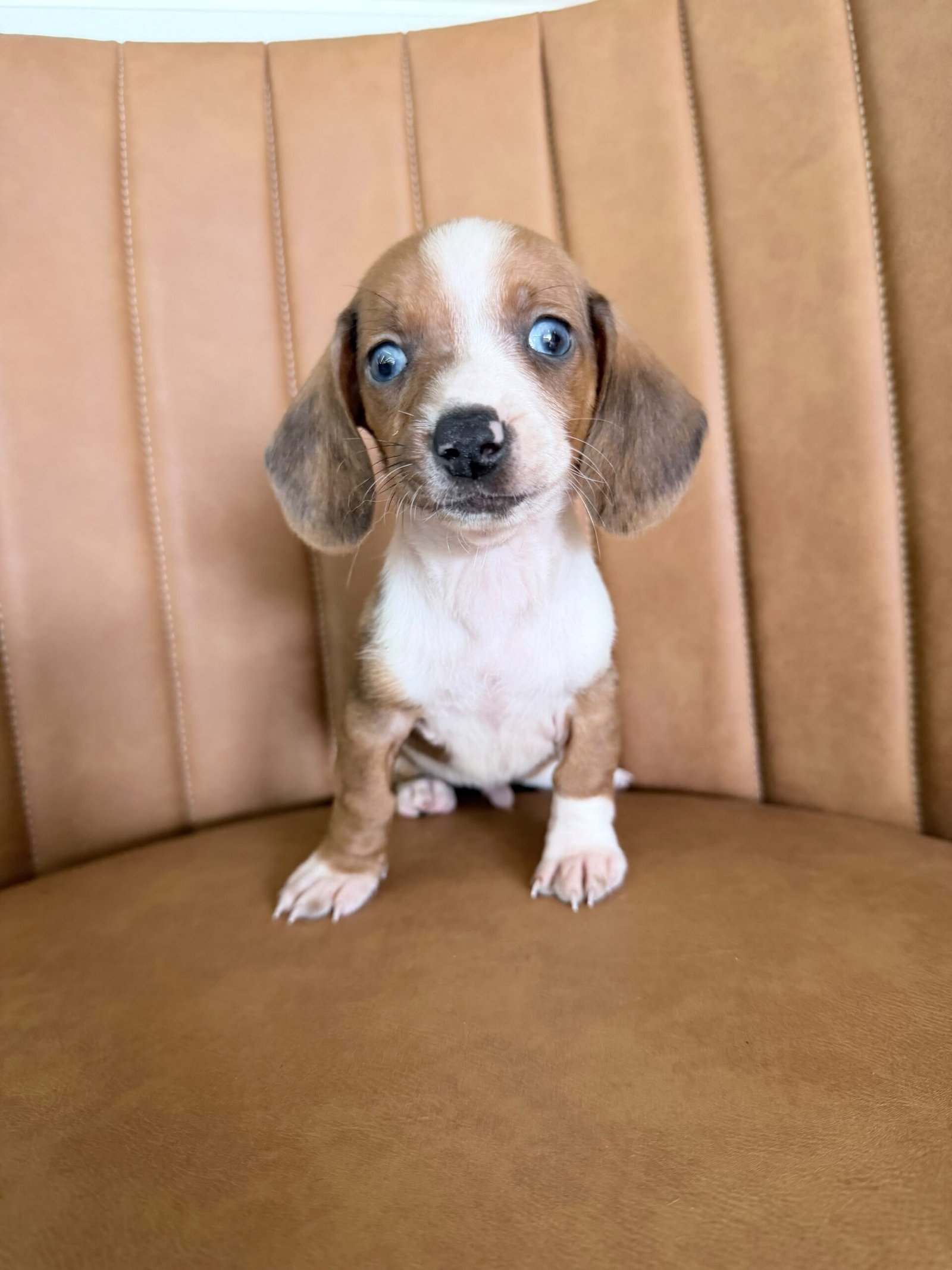 Dachshund macho, particolor, porte pequeno